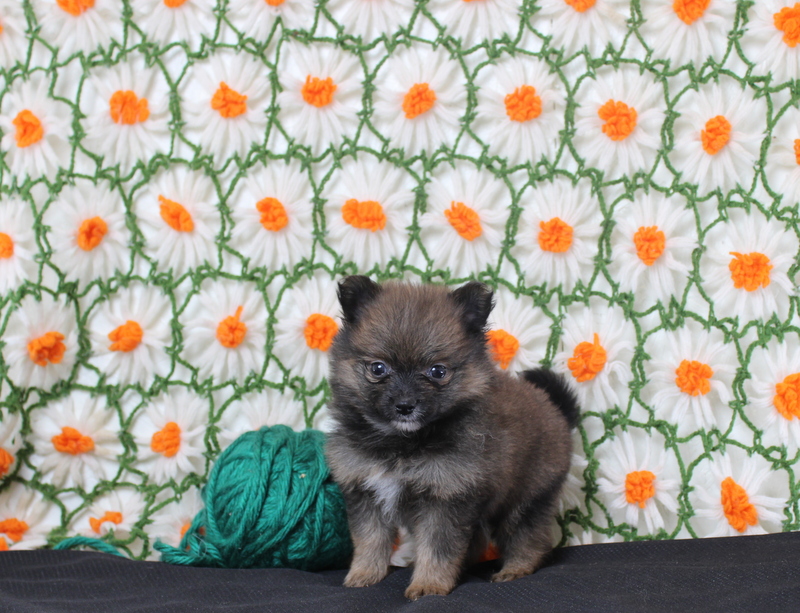 puppy, for, sale, Pomeranian, Matthew B. Stoltzfus, dog, breeder, Gap, PA, dog-breeder, puppy-for-sale, forsale, nearby, find, puppyfind, locator, puppylocator, aca